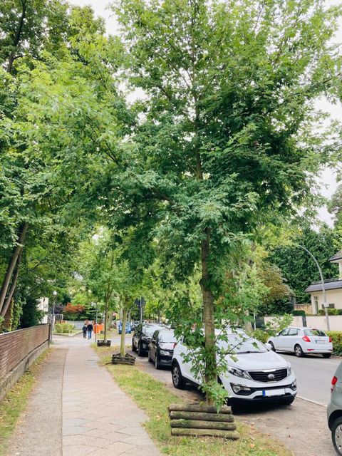 Welfenallee in Frohnau / Reinickendorf, Schmalkroniger Silber-Ahorn (Acer saccharinum ‚Pyramidale‘), gepflanzt: Frühjahr 2017 (Bild: SenMVKU)