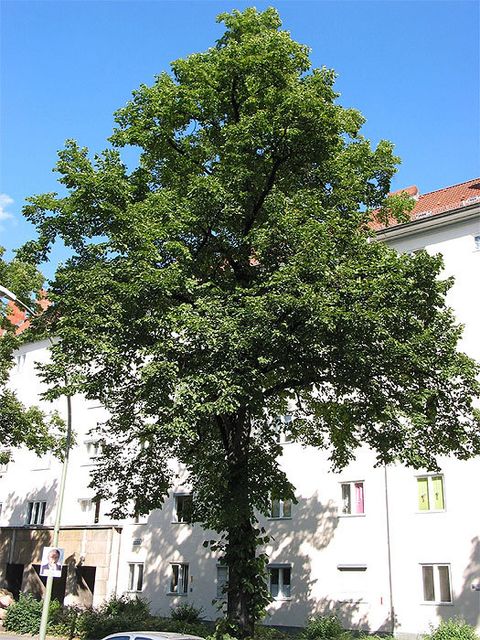 Linde ohne nennenswerte Kronenschäden