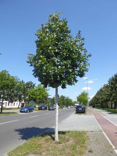 Ungarische Eiche (Quercus frainetto) in der Wolfener Straße in Marzahn-Hellersdorf