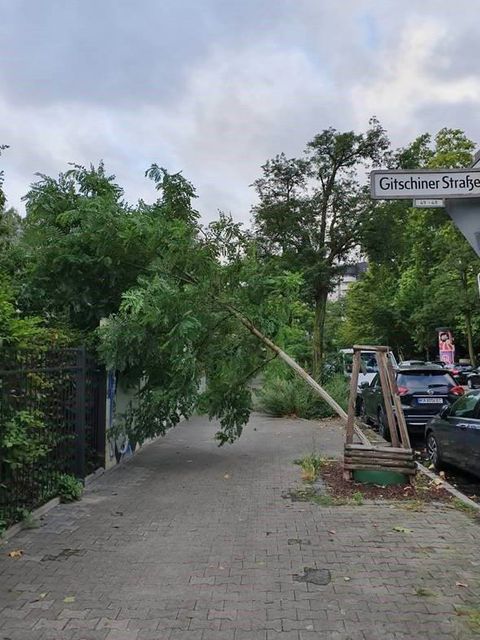 Eine umgebogene Robinia pseudoacacia ‚Sandraudiga‘ (Robinie ‚Sandraudiga‘) in Kreuzberg, die aus einer regionalen (privaten) Baumschule stammt.