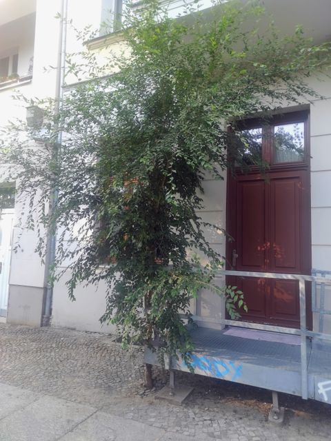 Sibirische Ulme, die (unbeabsichtigt?) an einem Extrem-Standort wächst und prächtig gedeiht.