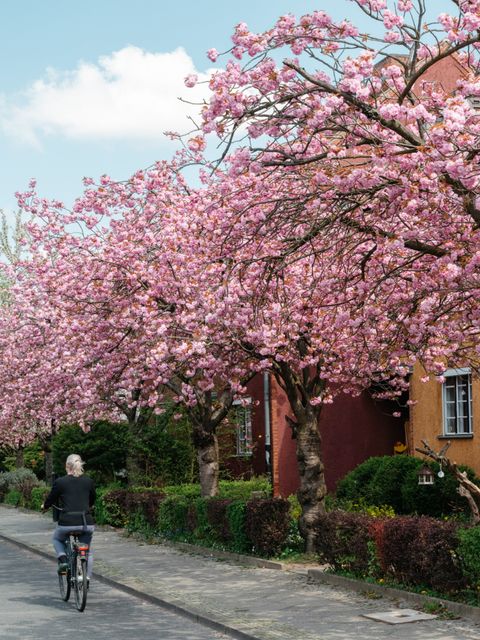 Blumenpracht