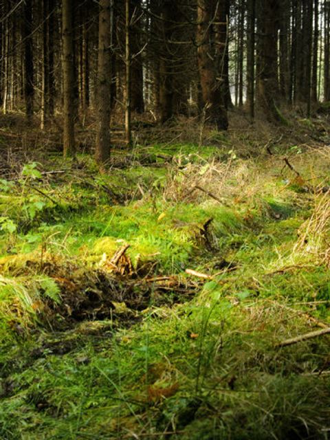 Wald Lichtung Totholz