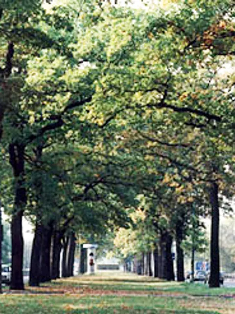 Strassenbäume Berlin Unter den Eichen