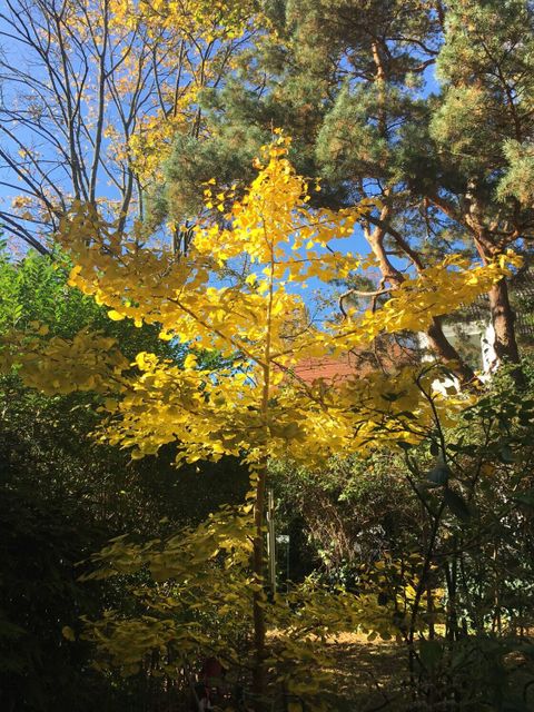 Der Ginkgobaum im Herbst