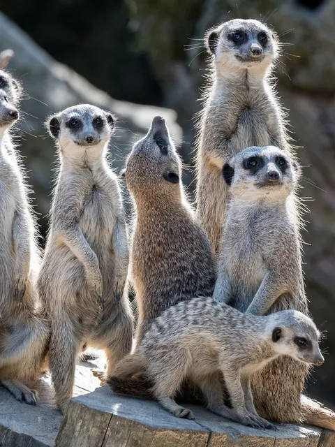 Eine Gruppe von kleinen und erwachsenen Erdmännchen, Suricata suricatta, die auf einem Baumstumpf aus dem Bild herausschauen und aufgerichtet blicken.