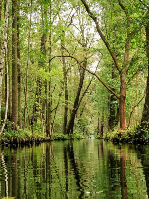 Ein Kanal oder Flussverlauf in einem Mischwald