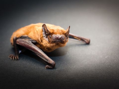 Großer Abendsegler (Nyctalus noctula)