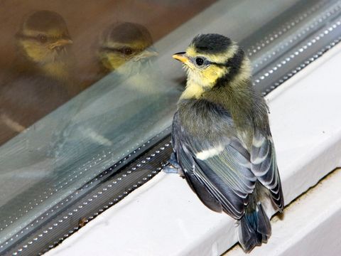 Junge Blaumeise auf Fensterbrett (Bild: Gertjan Hooijer/stock.adobe.com )