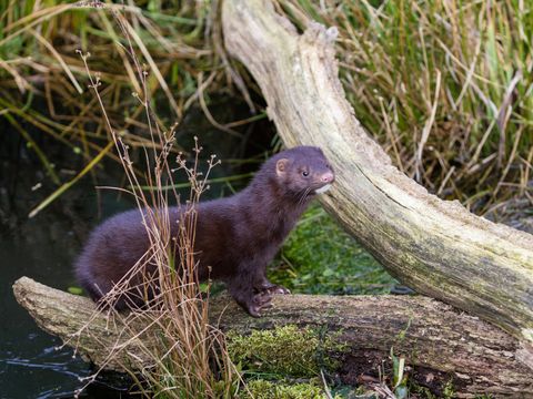 Mink (Bild: Stephan Morris/stock.adobe.com )