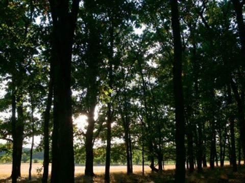 Im Herzen Der Natur02