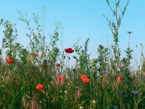Im Herzen Der Natur03