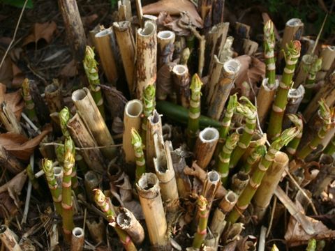 Fallopia japonica