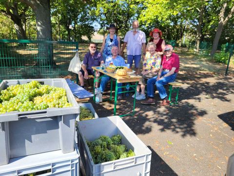 Weinlese im Wilmersdorfer Stadion