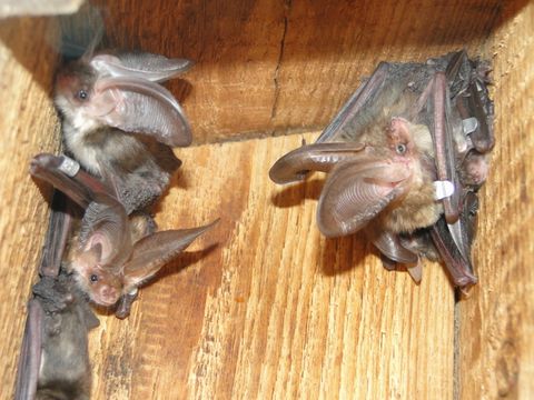 Braunes Langohr BAT e.V.