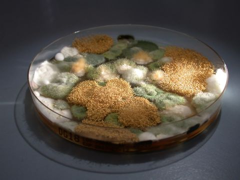 Petrischale mit Schimmelpilzen