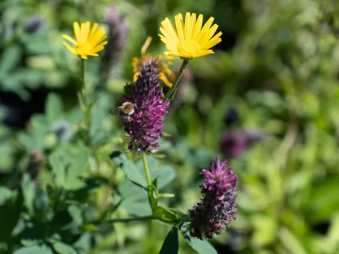 Wildblumen