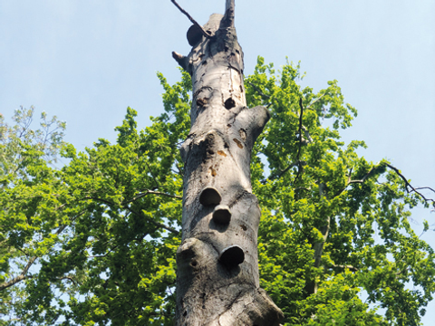 Biotopbaum Volkspark Jungfernheide