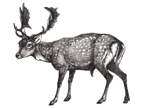 Damwild