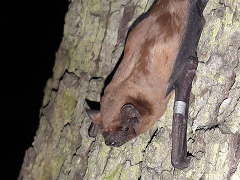 Fledermaus