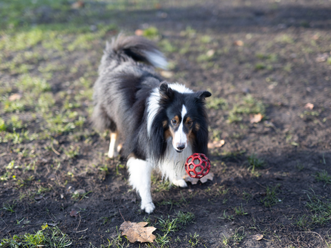 Hundeauslauf