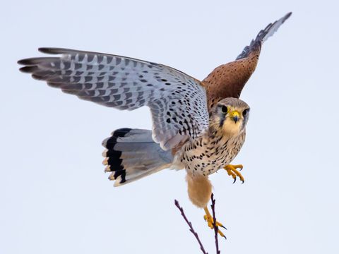 Turmfalke