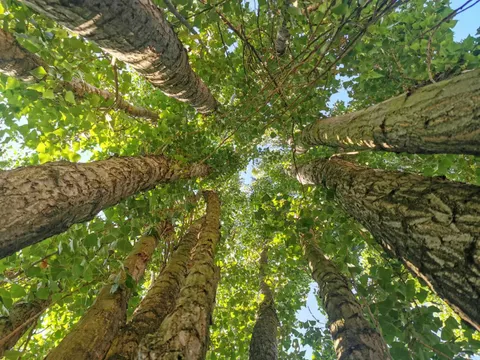 Musterbild Bäume