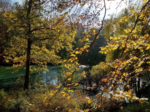 Fennsee Ufer Bäume Anlagenbäume