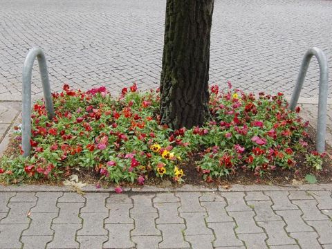 Baumscheibe