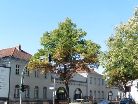 Spinnmilbenschaden an Linden