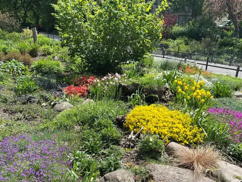 Staudenbeet Volkspark Wilmersdorf Mai 2023