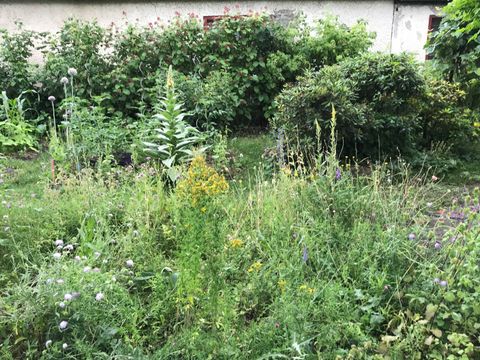 Begrünter Hof mit blühenden heimischen Wildstauden