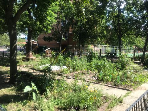 Blick auf Beete im Interkulturellen Kräutergarten der Mierendorffinsel im Juli 2023