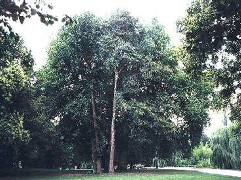 Baum-Hasel - Baum