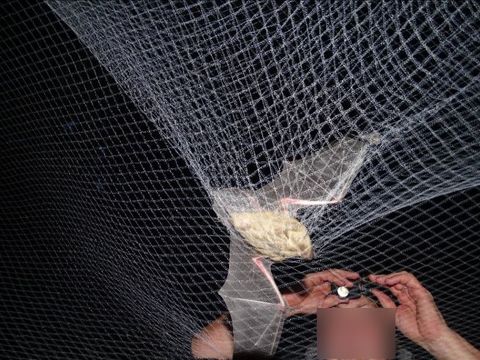 Netzfang einer Fledermaus im Ruhwaldpark
