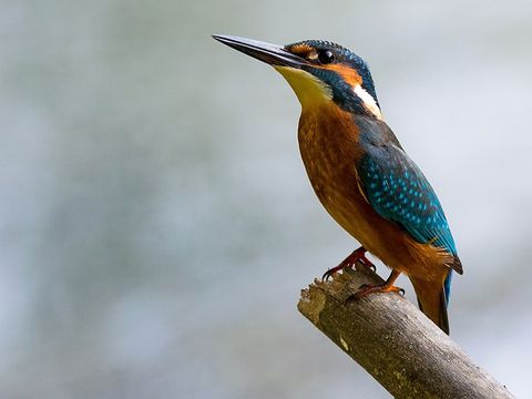 Bunter Eisvogel auf einem Ast