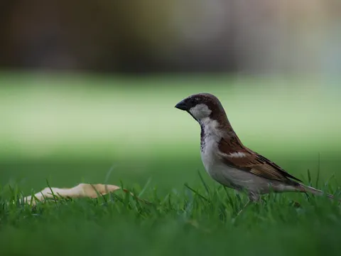 Der Spatz im Gras