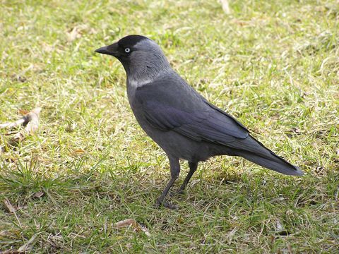 Vögel in Höhlen, Nischen und Kästen - Dohle - Foto von Michal Zacharzewski