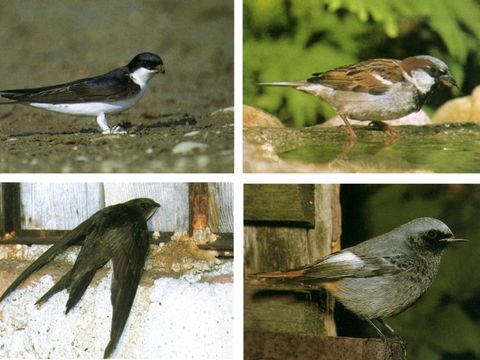 Gebäudebrüter (Hausrotschwanz, Haussperling, Mauersegler und Mehlschwalbe) - Bild anklicken zum Vergrößern