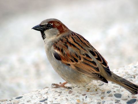 Haussperling, Spatz