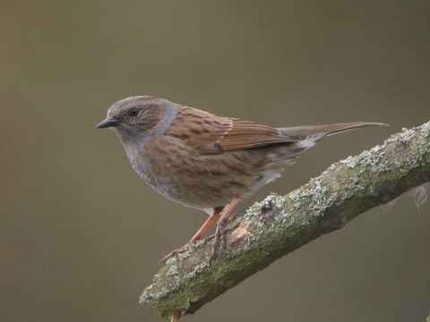 Freibrüter - Heckenbraunelle - Foto von Jim Middleton