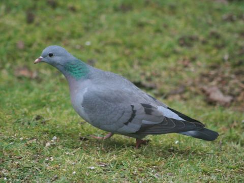 Vögel in Höhlen, Nischen und Kästen - Hohltaube