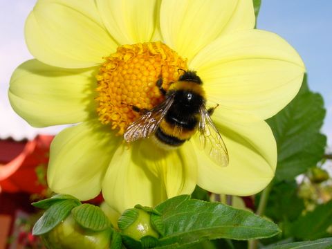 Hummel
