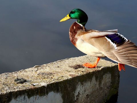 Stockente, die ihren Flügel über das Wasser streckt