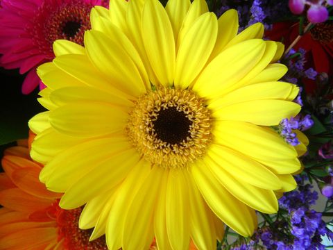 Gerbera