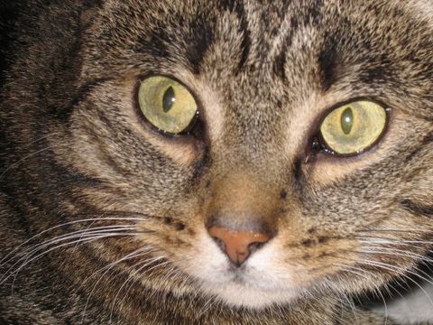 Hauskatze