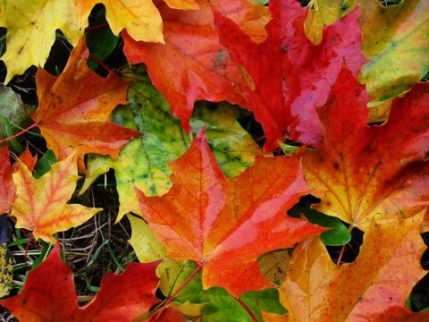 Herbstfarben
