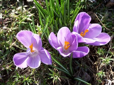 Krokusse