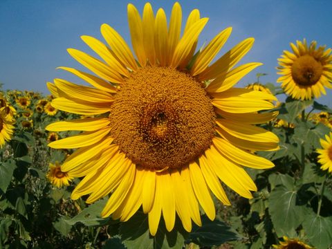 Sonnenblume