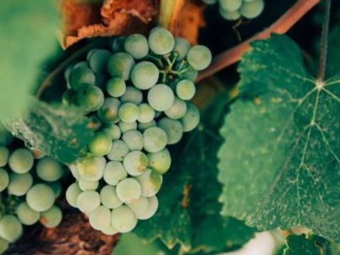 Wein